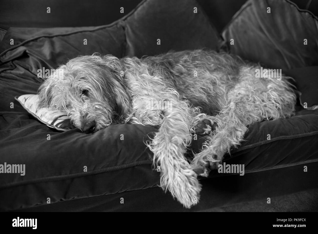 Athos the gentle griffon dozing on the sofa Stock Photo