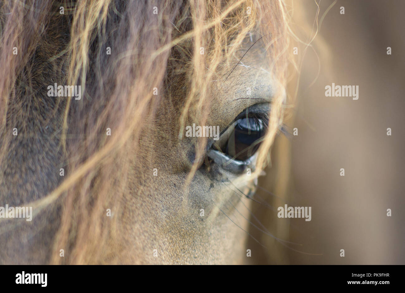 horse with flies in the eyes disturbing him Stock Photo