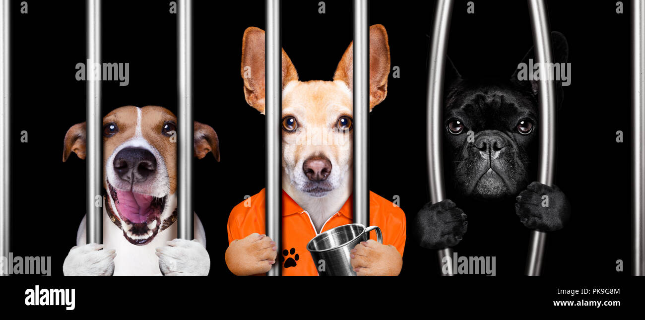 clipart prison dog