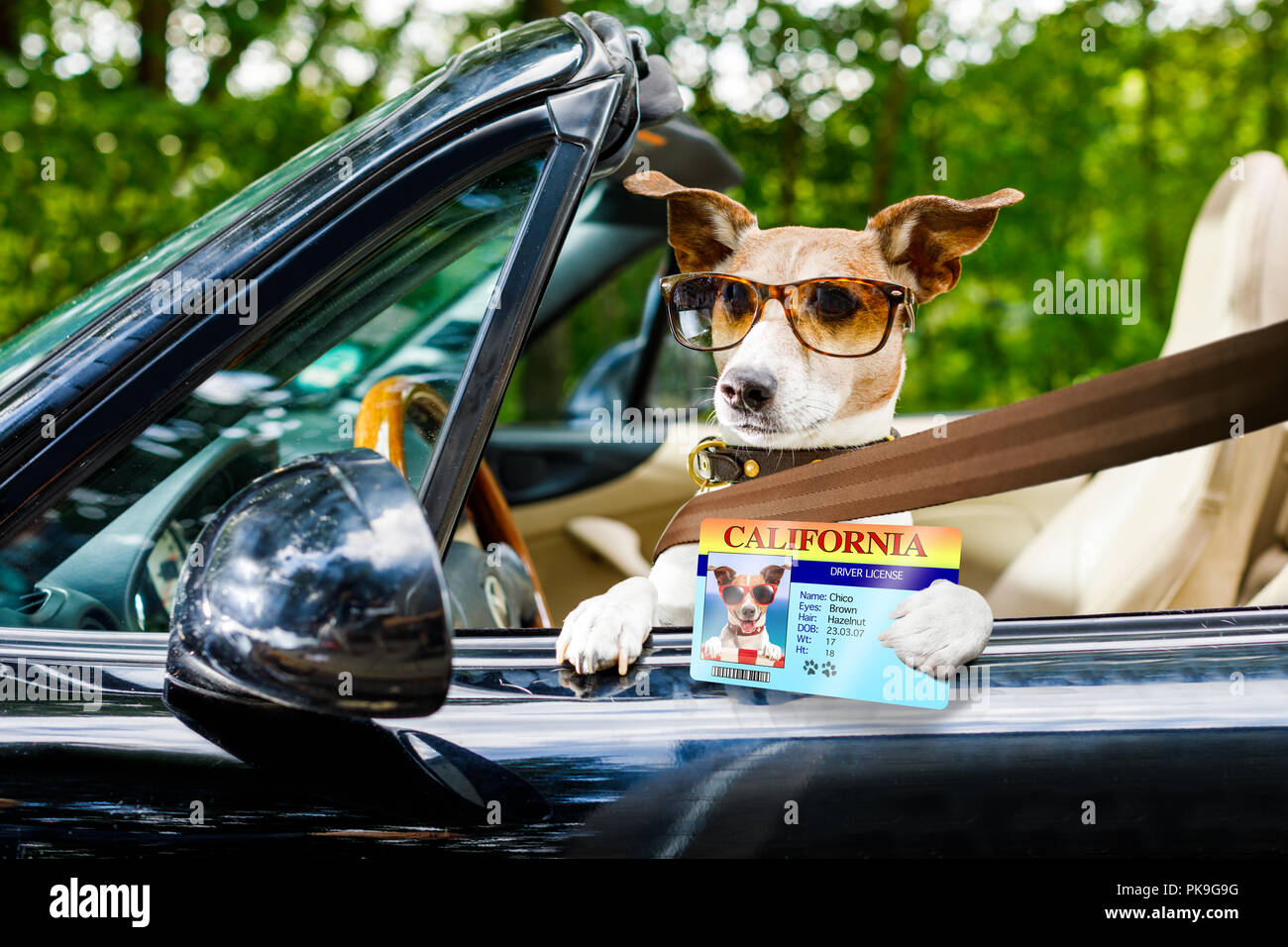 jack russell dog in a car close to the steering wheel, ready to drive