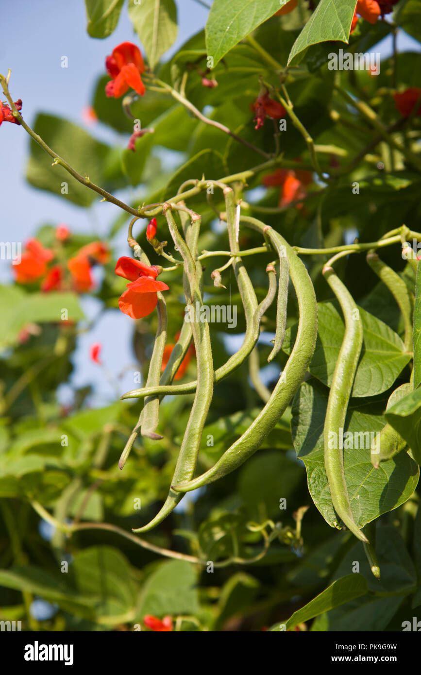 Runner beans growing hires stock photography and images Alamy