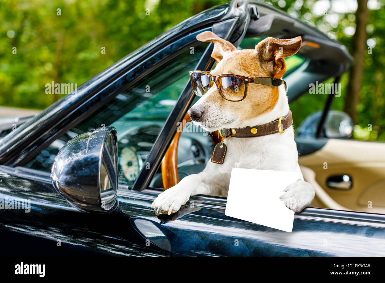What Is A Dog License In Golf What Is A Dog License In Golf