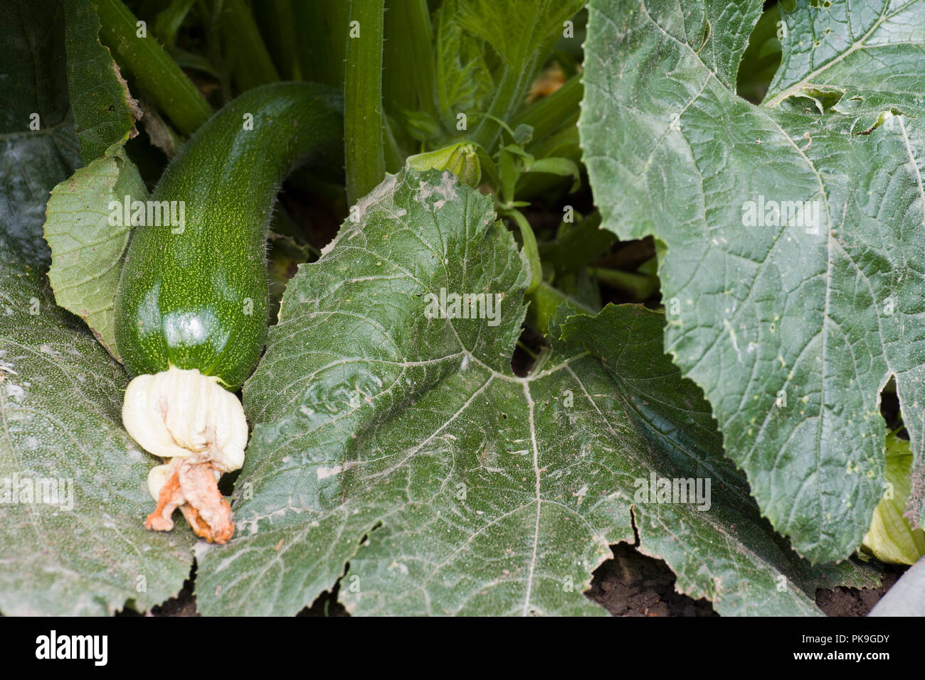 Courgette (zucchini) plant growing with flower attached to the fruit