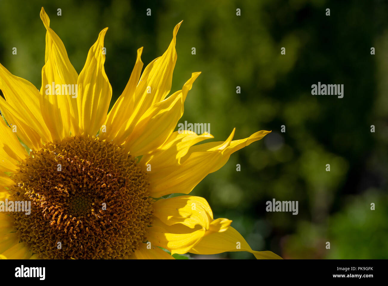 Close up picture of a section of a side lit sunflower against a green