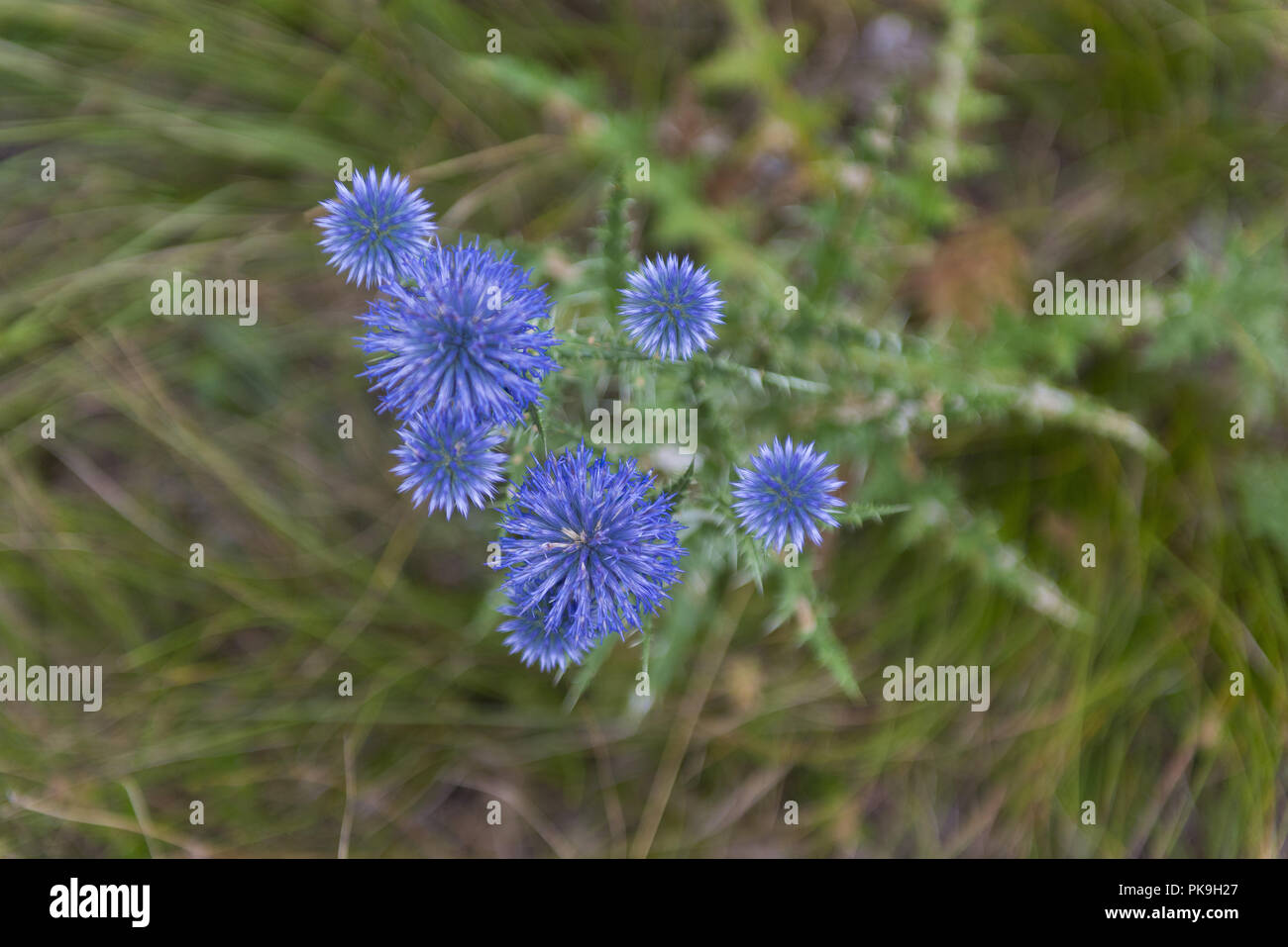 Fleur sauvage hi-res stock photography and images - Alamy