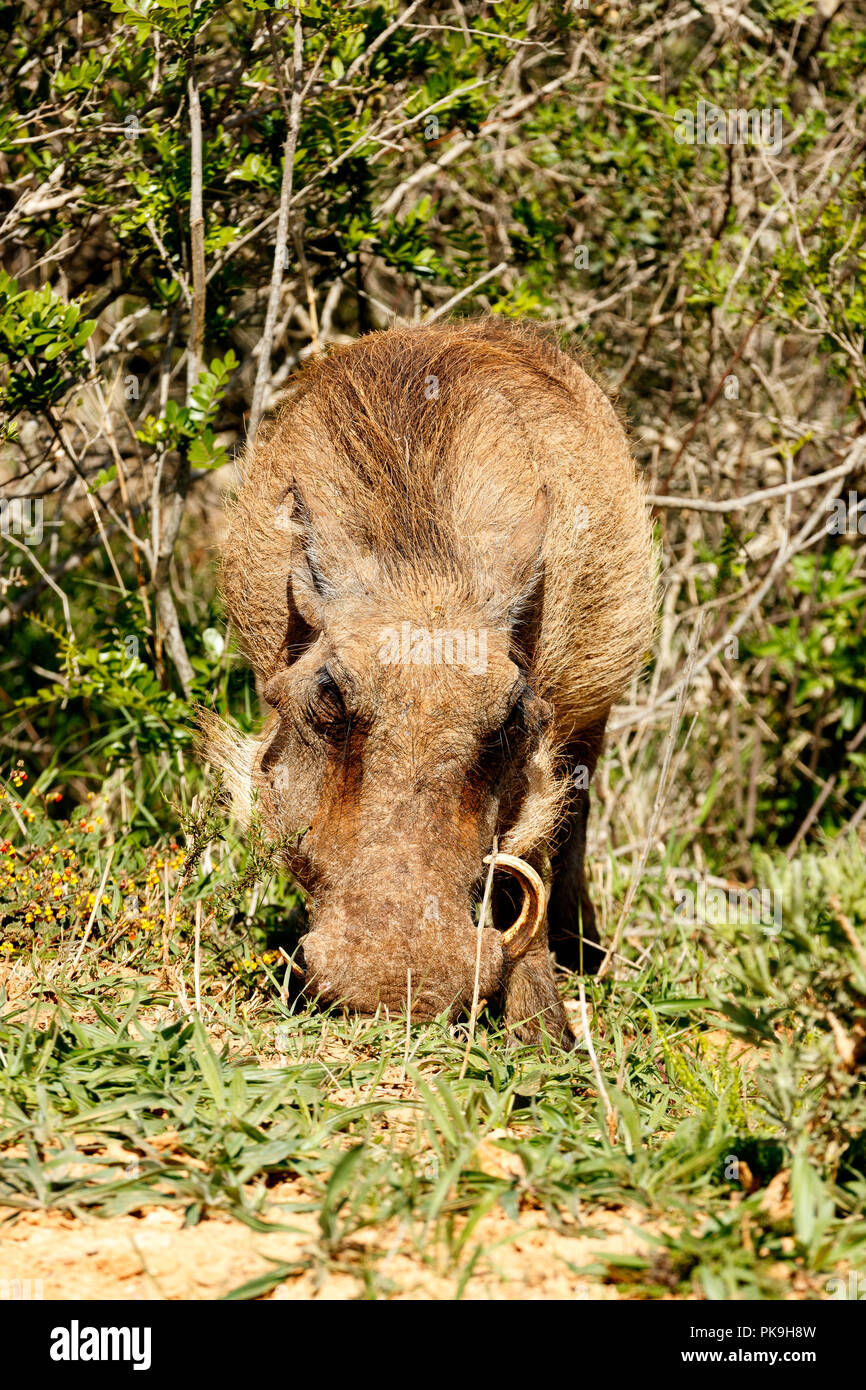 Warthog scratching in the ground in the field. Stock Photo