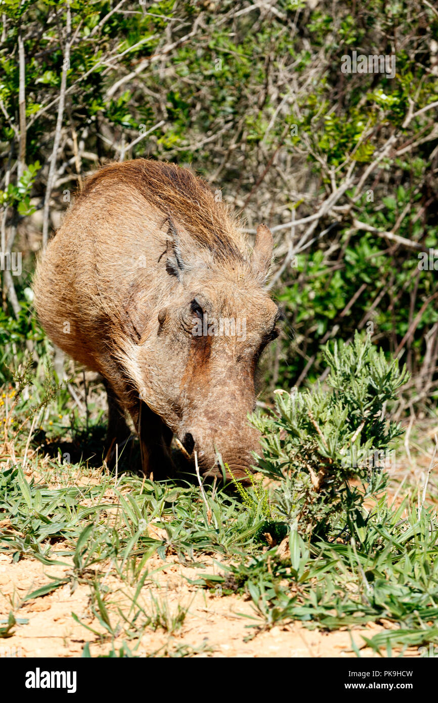 Warthog standing and giving you the side stare with his nose in the ground. Stock Photo
