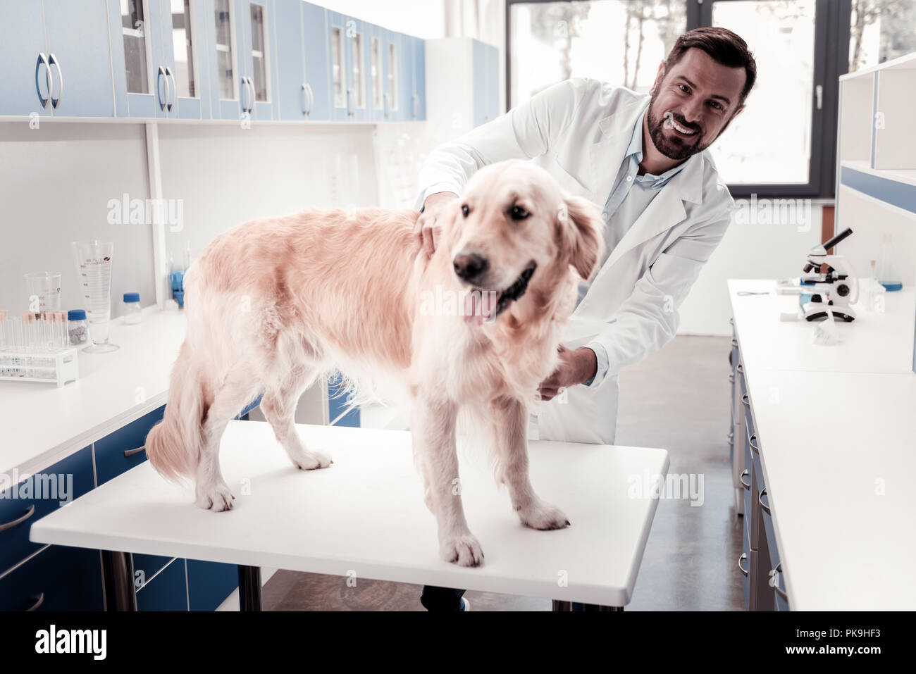 Funny dog visiting his favorite veterinary Stock Photo