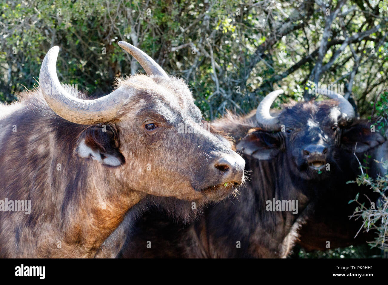 Buffaloes standing and staring at you in the field. Stock Photo