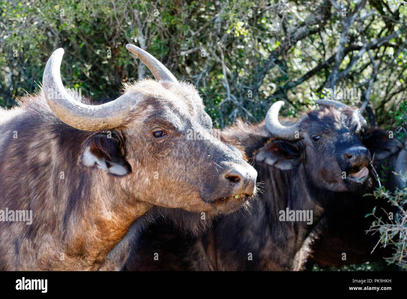 Buffaloes standing and showing their teeth and tongue at  you. Stock Photo