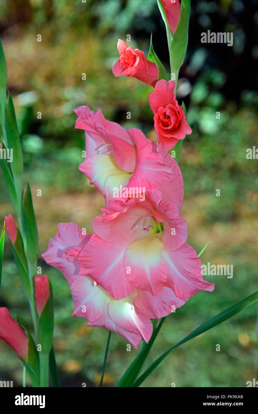 Flower spike of gladiolus with salmonpink flowers in different stages