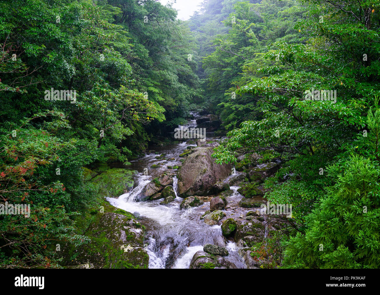 River in Yakusugi land, Kagoshima Prefecture, Yakushima, Japan Stock Photo