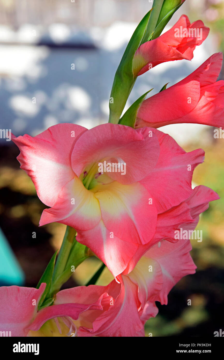 Fully bloomed salmon-pink flower of gladiolus in lateral close-up view with fuzzy background Stock Photo