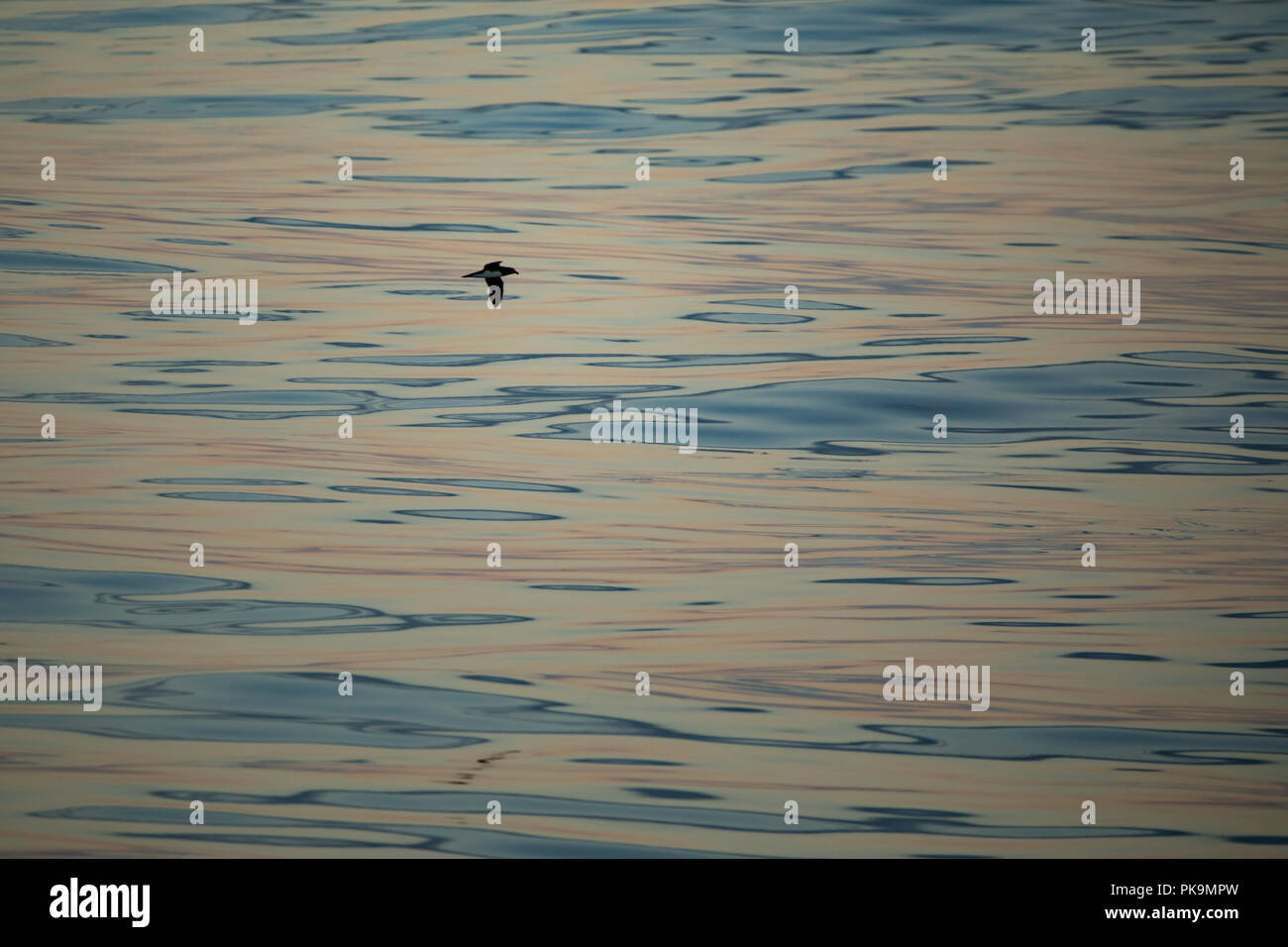 A Tahiti Petrel, Pseudobulweria rostrata, glides over glassy smooth gorgeous water in French Polynesia Stock Photo