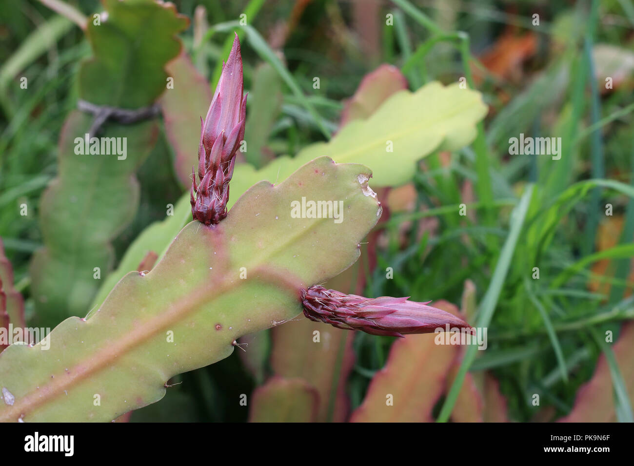 Close up of Epiphyllum or orchid cactus with flower buds Stock Photo