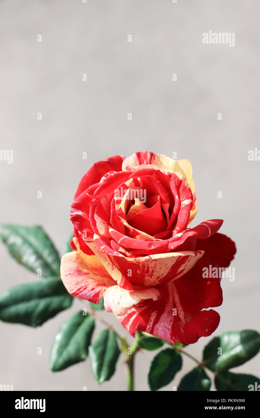 Close up of Raspberry Tiger Rose in full bloom isolated Stock Photo