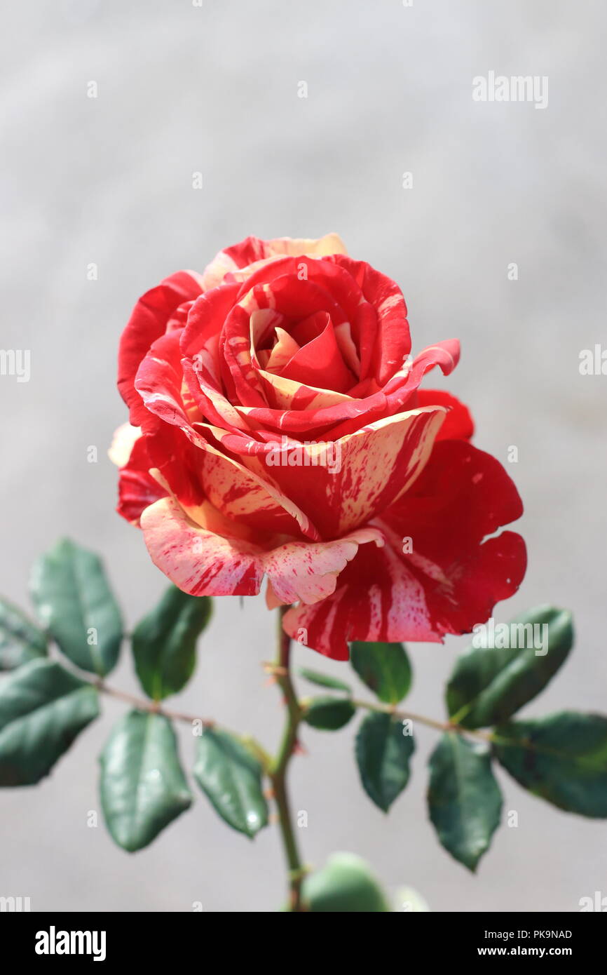 Close up of Raspberry Tiger Rose in full bloom isolated Stock Photo