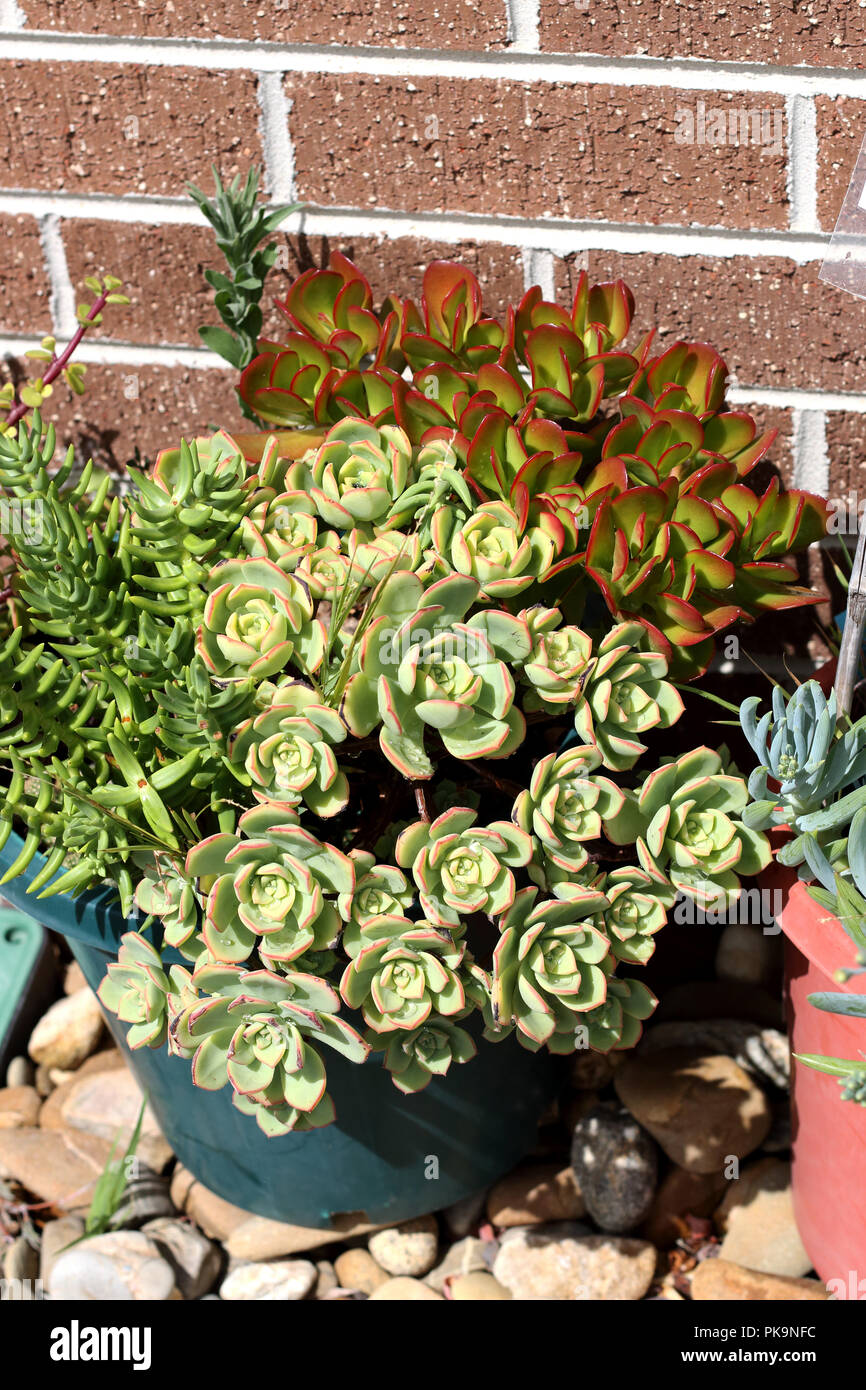 Mixed succulents such as Aeonium haworthii, Jade pna,t Money plant growing in a pot against brick wall Stock Photo