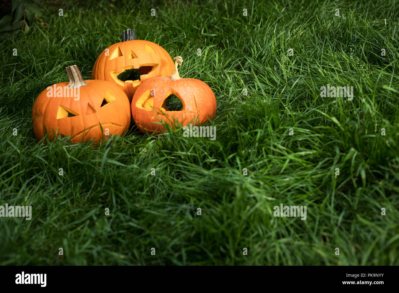halloween carved pumpkin on grass. jack-o-lantern Stock Photo - Alamy