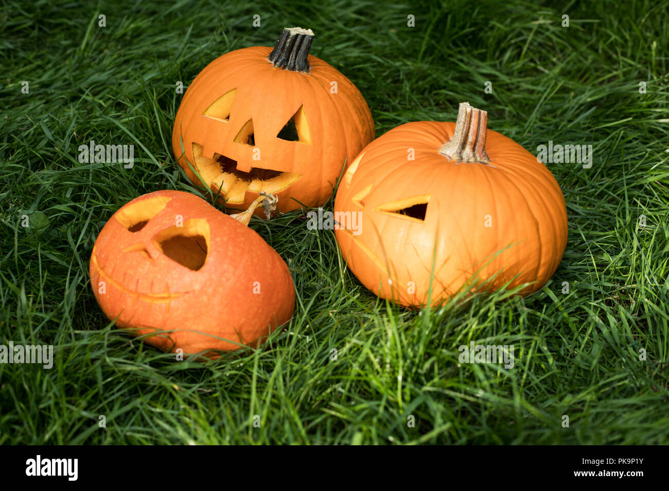 halloween carved pumpkin on grass. jack-o-lantern Stock Photo - Alamy