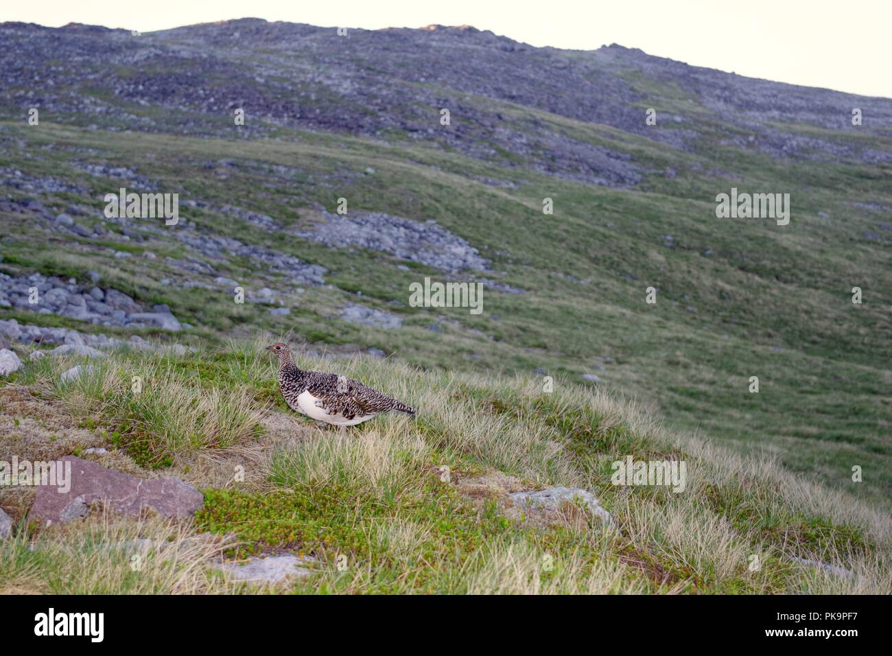 Female Ptarmigan (Lagopus muta) on Meall a'Ghiubhais Mountain. Beinn Eighe, Kinlochewe, Torridon, Scotland, UK. June, 2018. Stock Photo