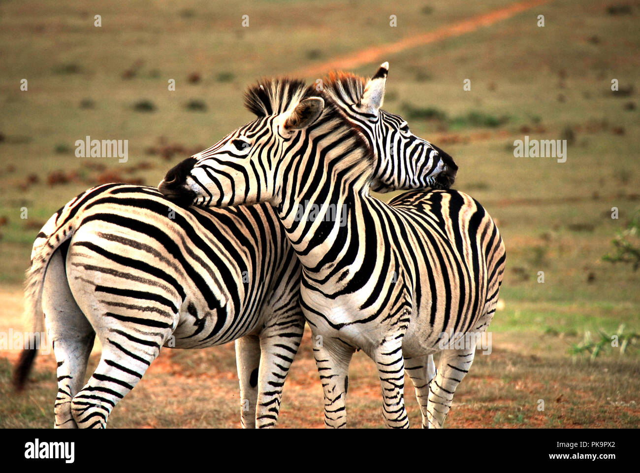 Zebra Hand Some An image to make you smile. Two Zebras showing affection by rest their ...
