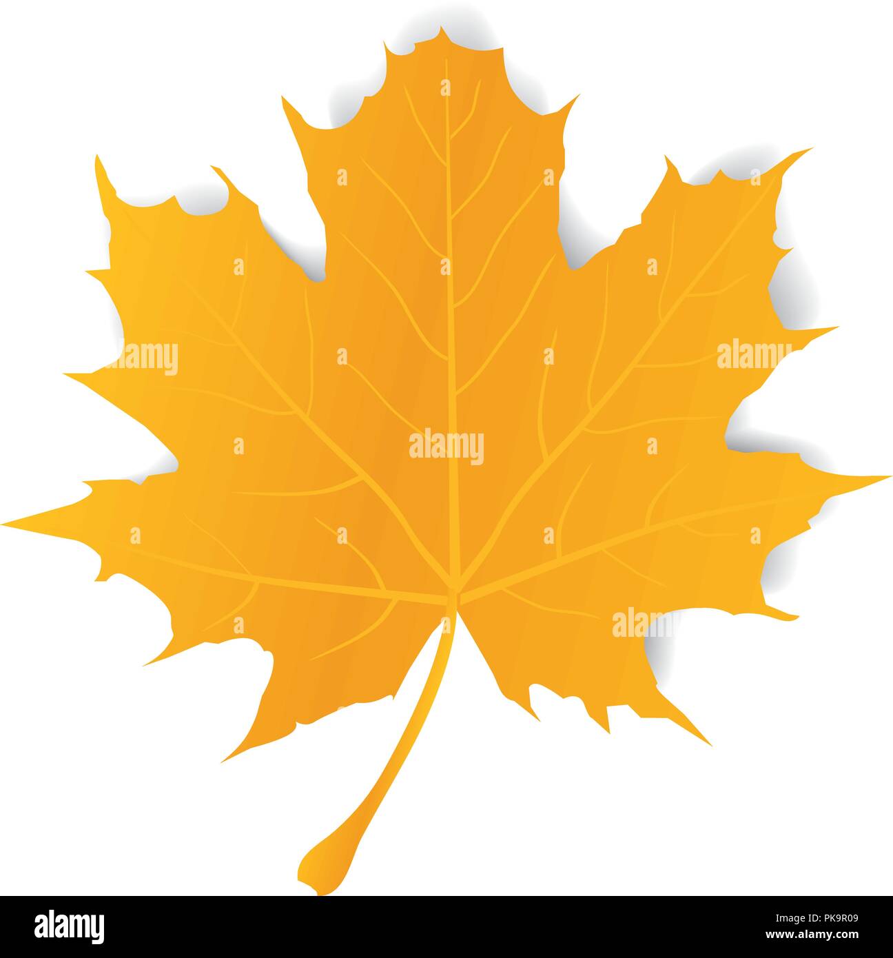 vector illustration of a maple leaf isolated on white background. Stock Vector