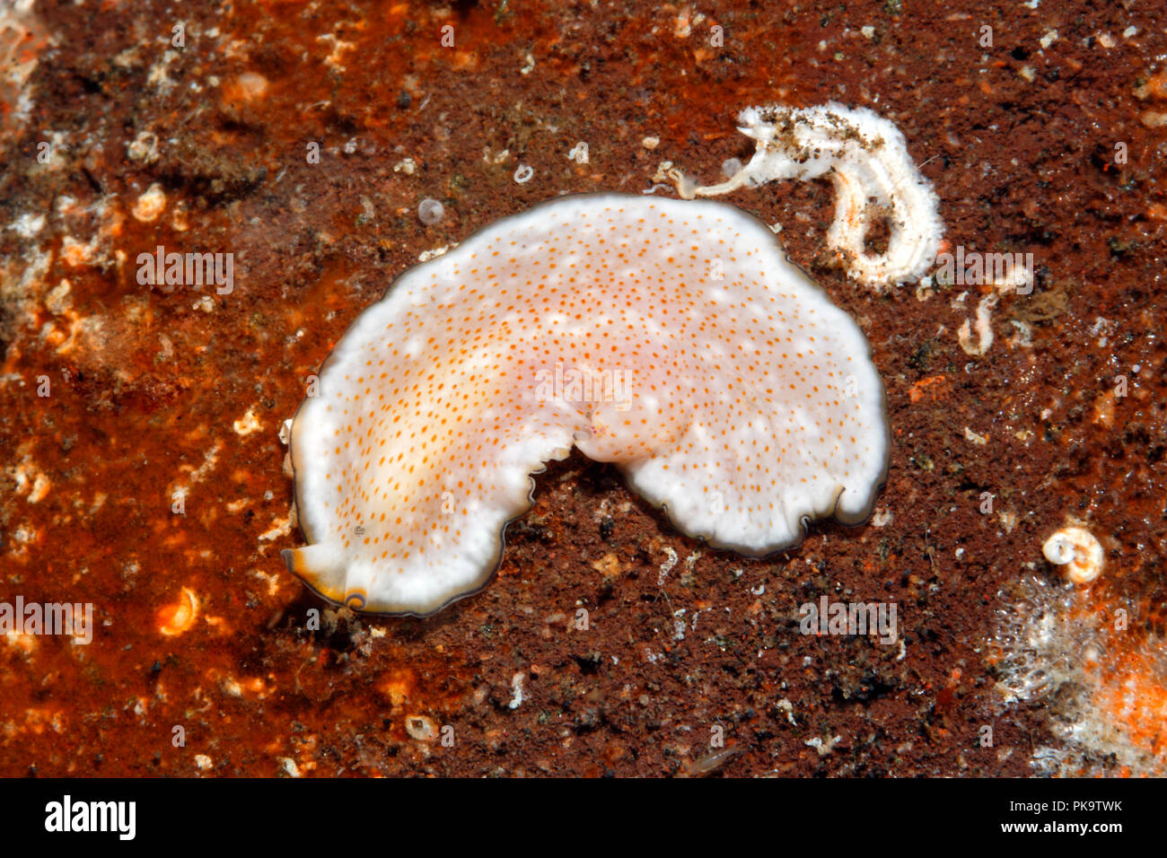 Marine Flatworm, Pseudoceros sp. Appears to be undescribed. Tulamben, Bali, Indonesia. Bali Sea, Indian Ocean Stock Photo