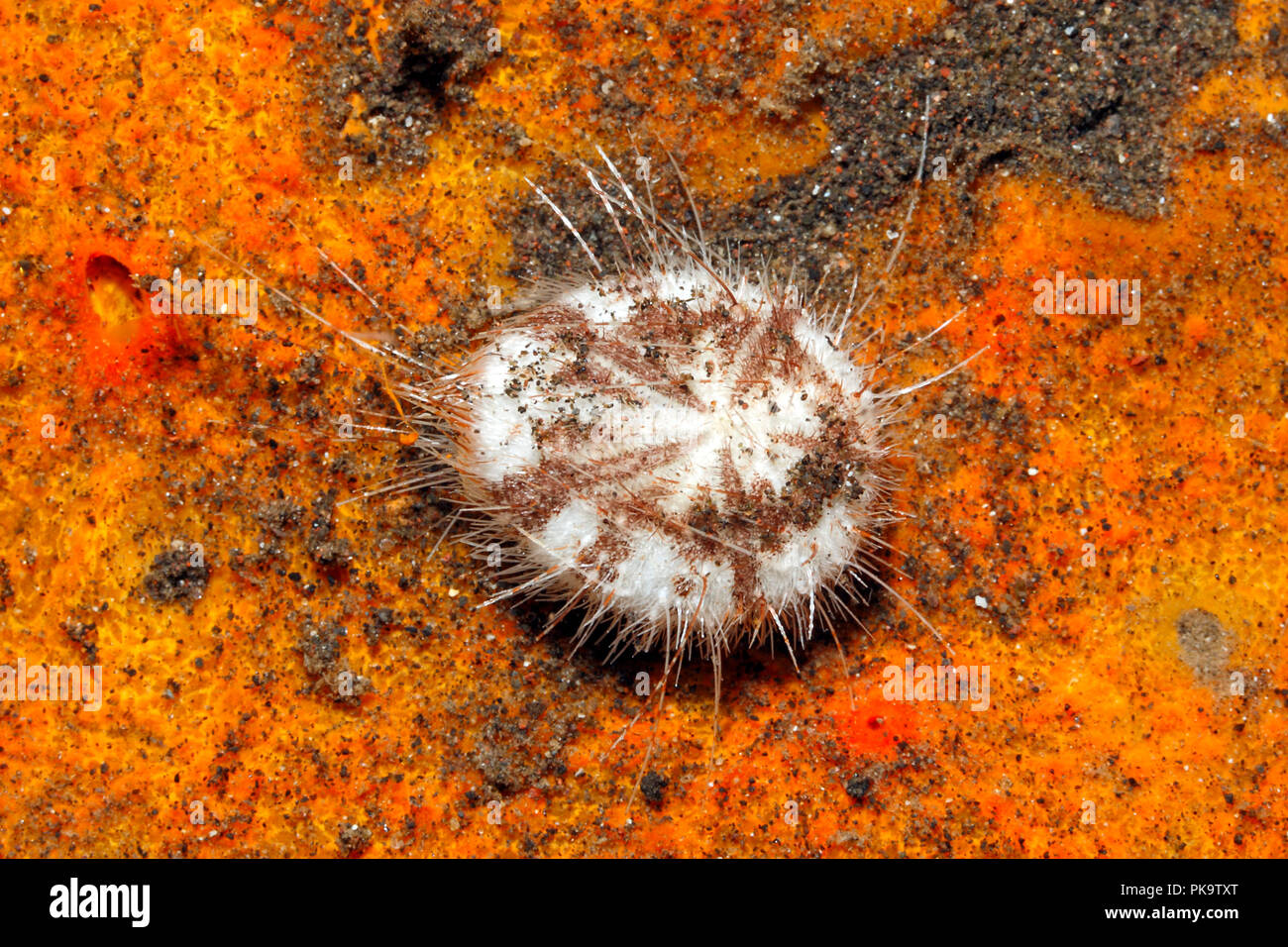 Longspine Heart Urchin, Maretia planulata. Also known as Hearth Heart Urchin. Tulamben, Bali, Indonesia. Bali Sea, Indian Ocean Stock Photo