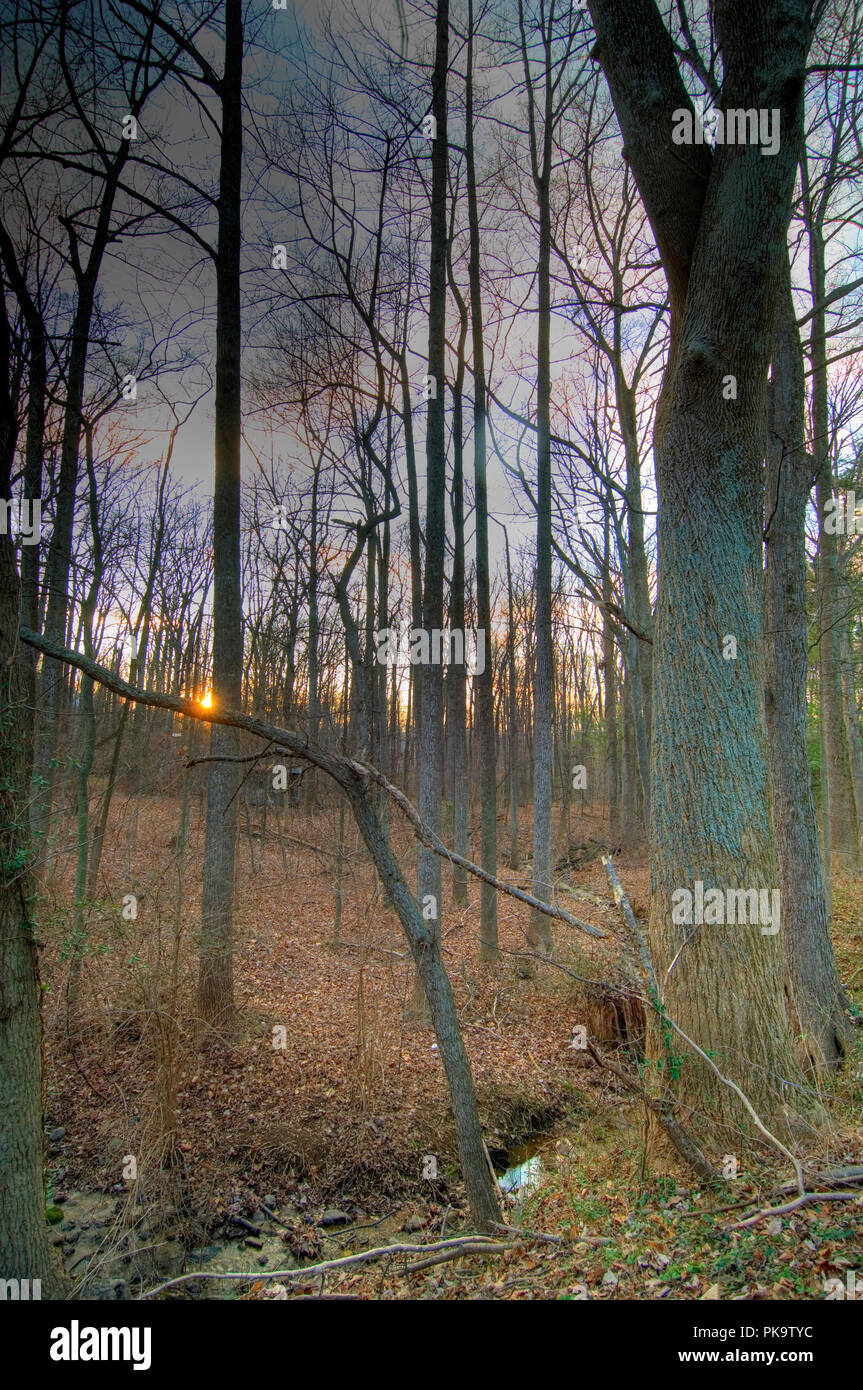 View out through the deciduous forest from Pine Grove Virginia Stock