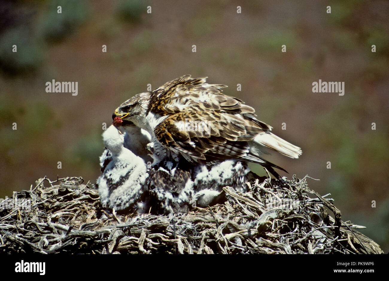 Ferruginous hawk (Bureo regalis) feeding young in nest in the Morley Nelson Snake River Birds of Prey National Conservation Area, Idaho Stock Photo
