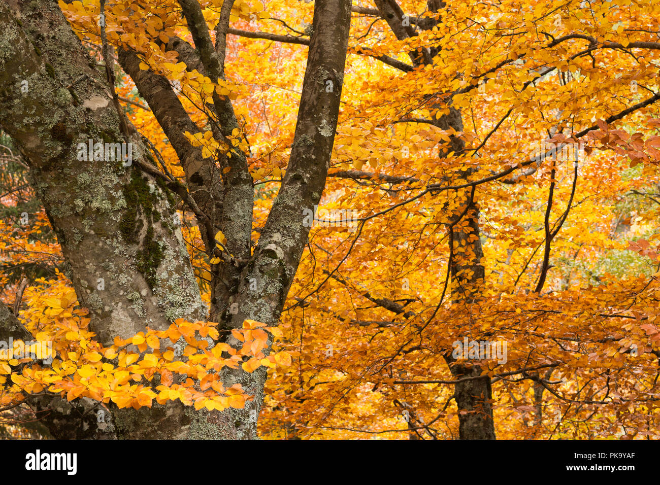 Autum beech trees on the slopes & hills above Manteigas, Parque Natural da Serra da Estrela, Portugal. Stock Photo