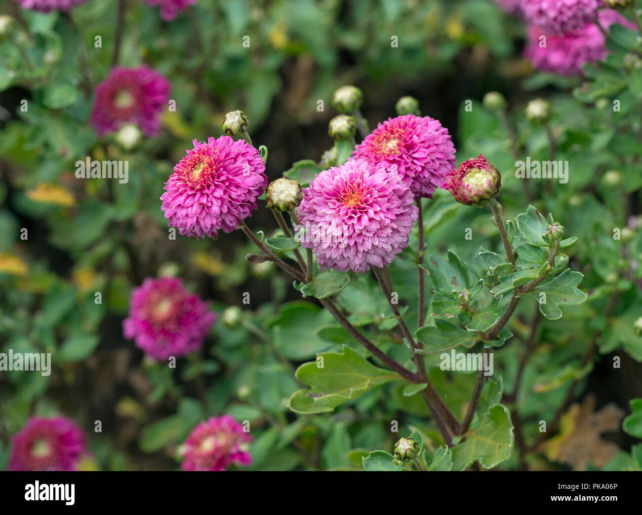Chrysanthemum 'Anastasia' in flower late summer Stock Photo Alamy