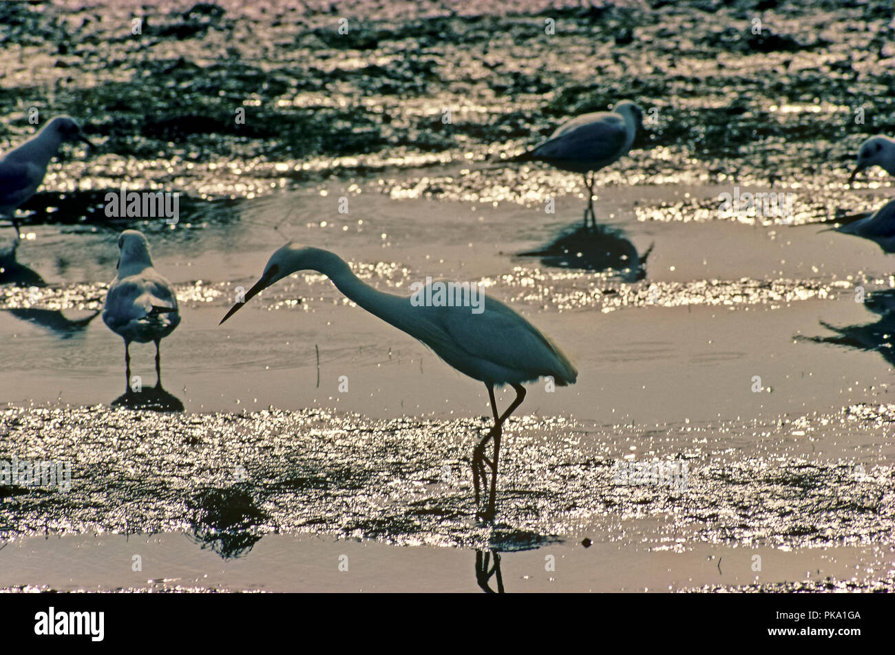 An Little egret (Egretta garzetta) and seagulls in the marshes of the Bahia de Cadiz Natural Park. Spain. Europe Stock Photo