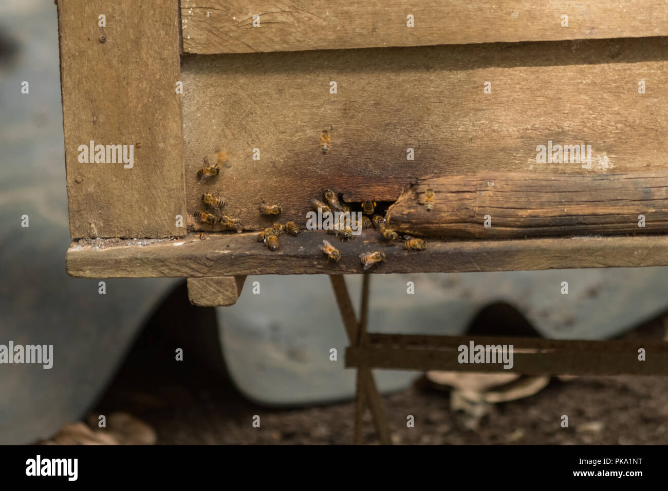 Raising honey bees in the garden Stock Photo - Alamy