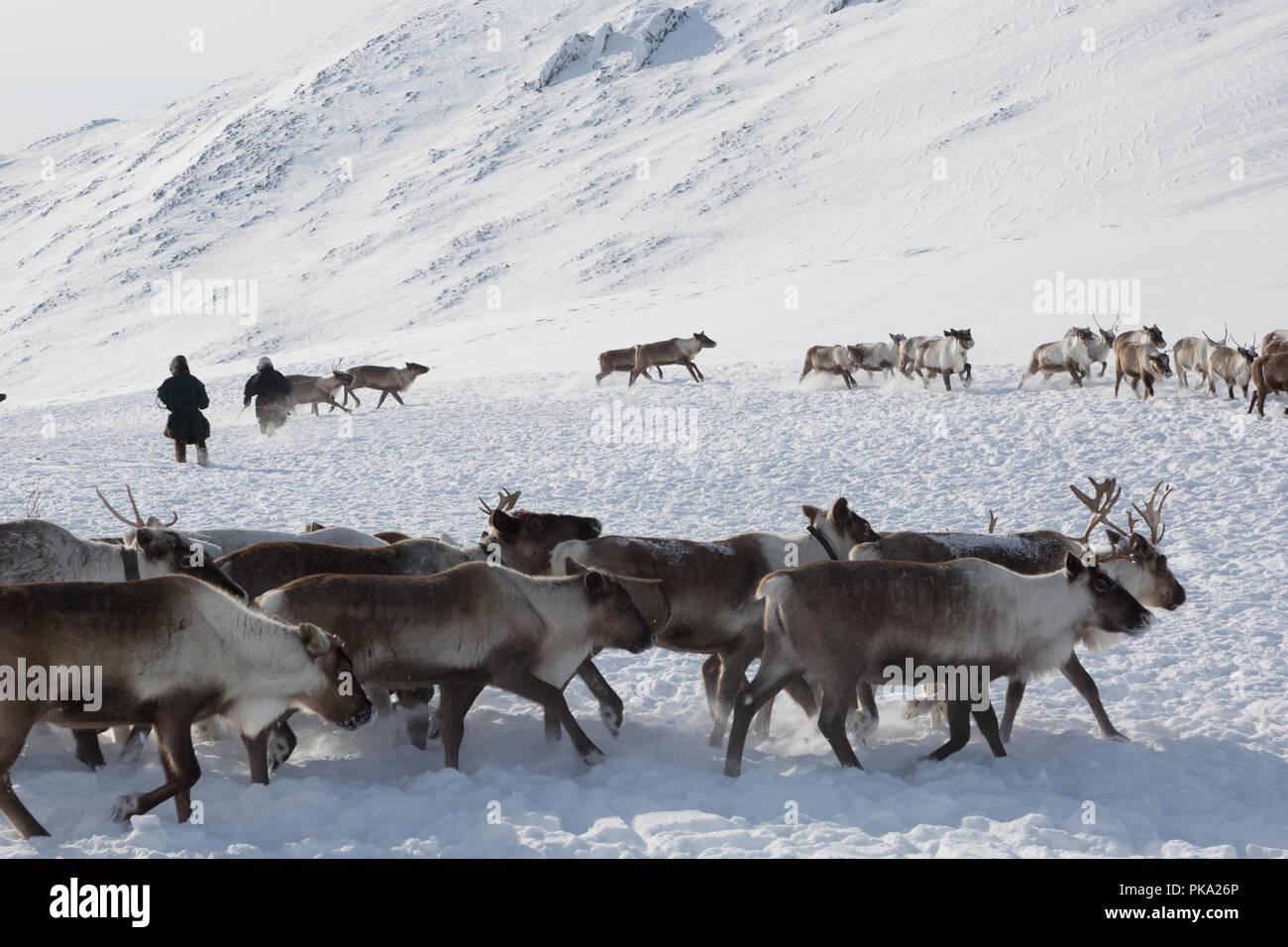 Nenets reindeer mans catches reindeers on a sunny winter day Stock Photo