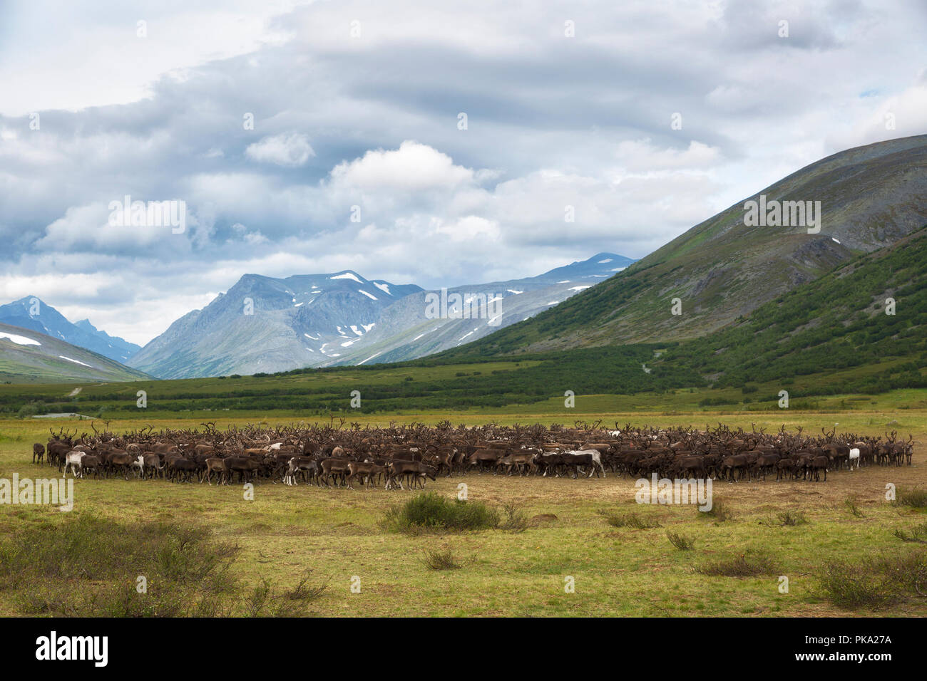 large herd of reindeers in summer, Yamal, Russia Stock Photo