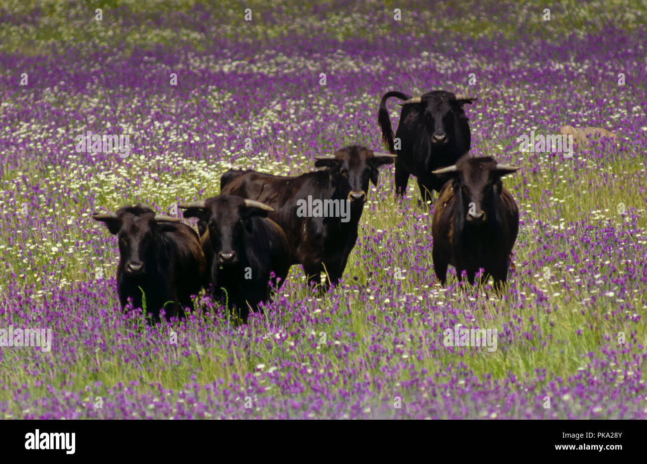 Spanish Fighting Bulls in the field. Southern Spain. Europe Stock Photo