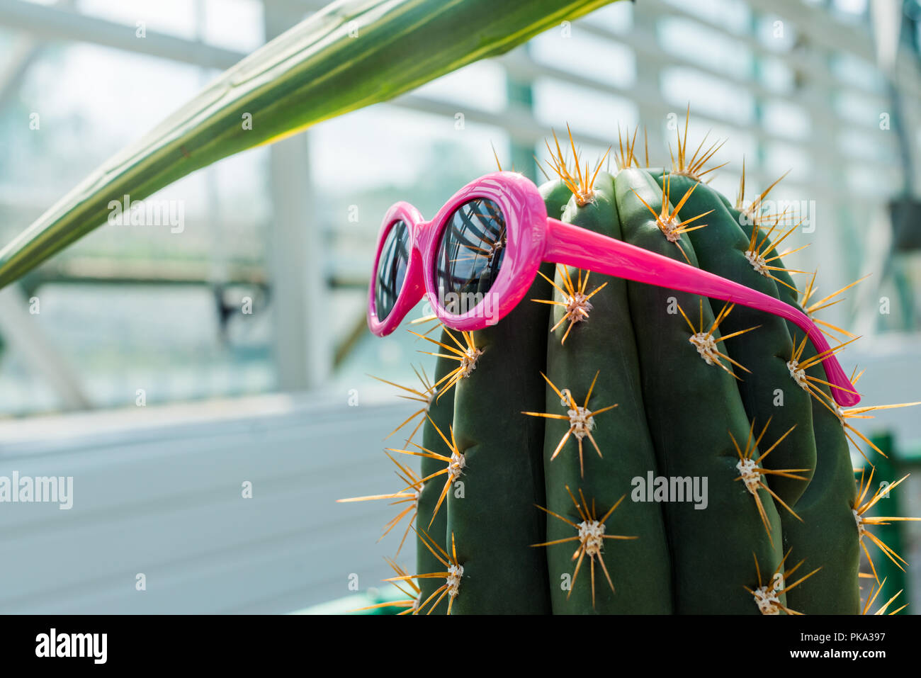 hybrid cactus #EC95 EXACT Trichocereus Grandiflorus Hybrid Cactus