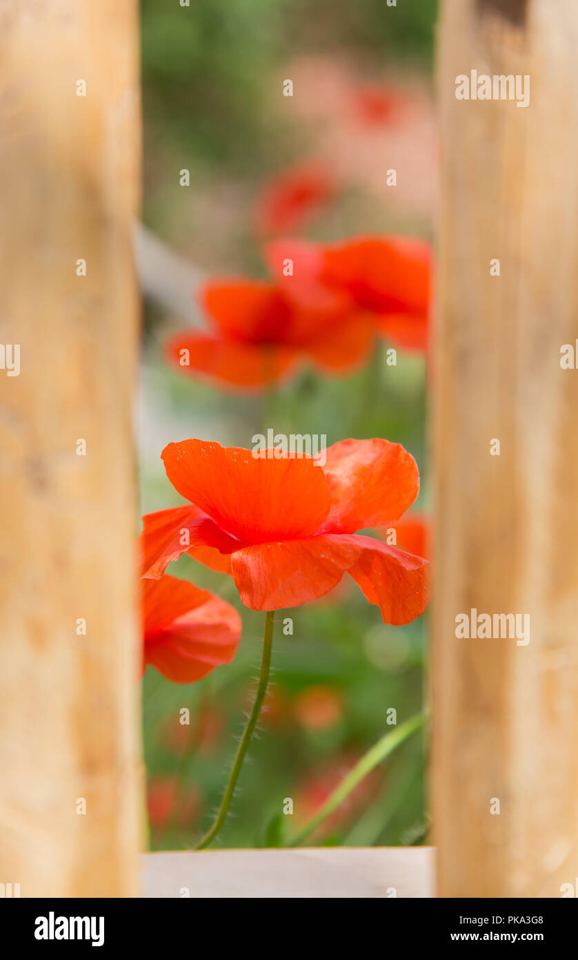 Red poppy bloom behind wooden garden fence Stock Photo