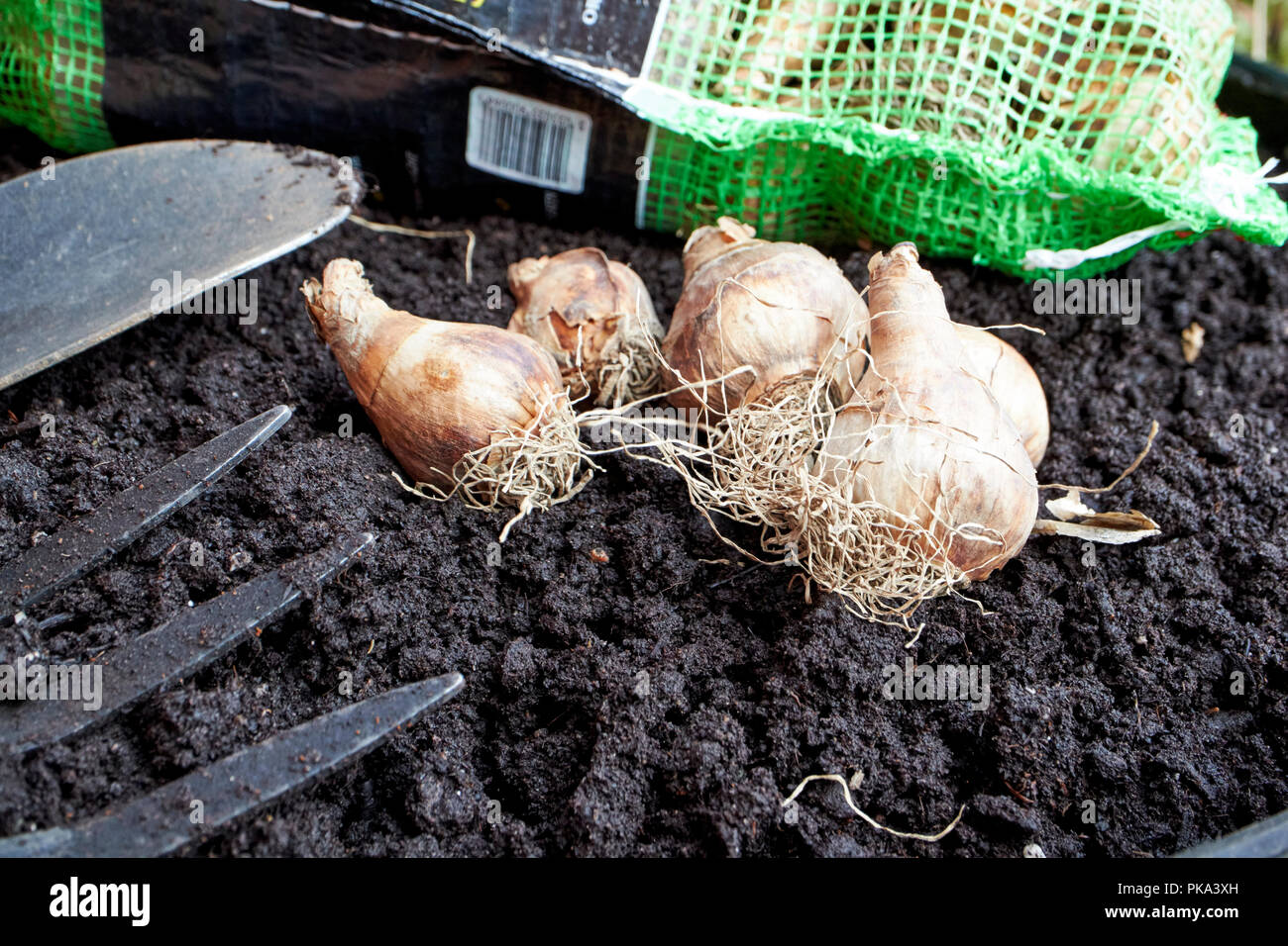 planting spring flowering daffodil bulbs in autumn in a garden in the