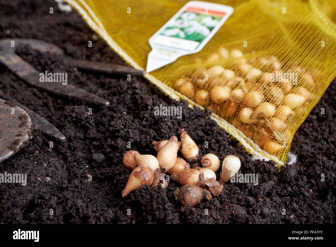 planting spring flowering snowdrop bulbs in autumn in a garden in the uk Stock Photo