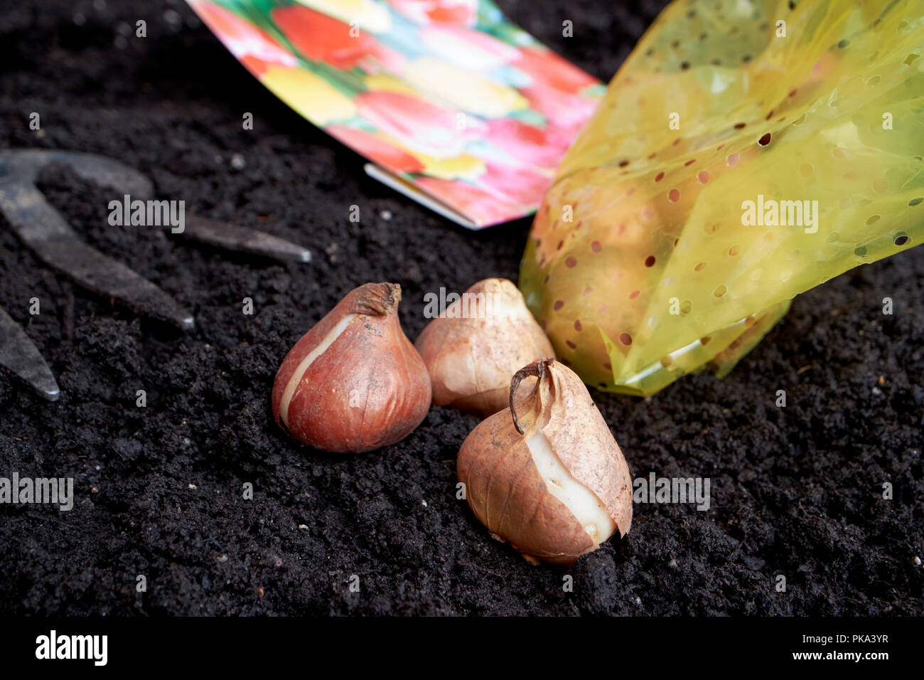 planting spring flowering tulip bulbs in autumn in a garden in the uk Stock Photo