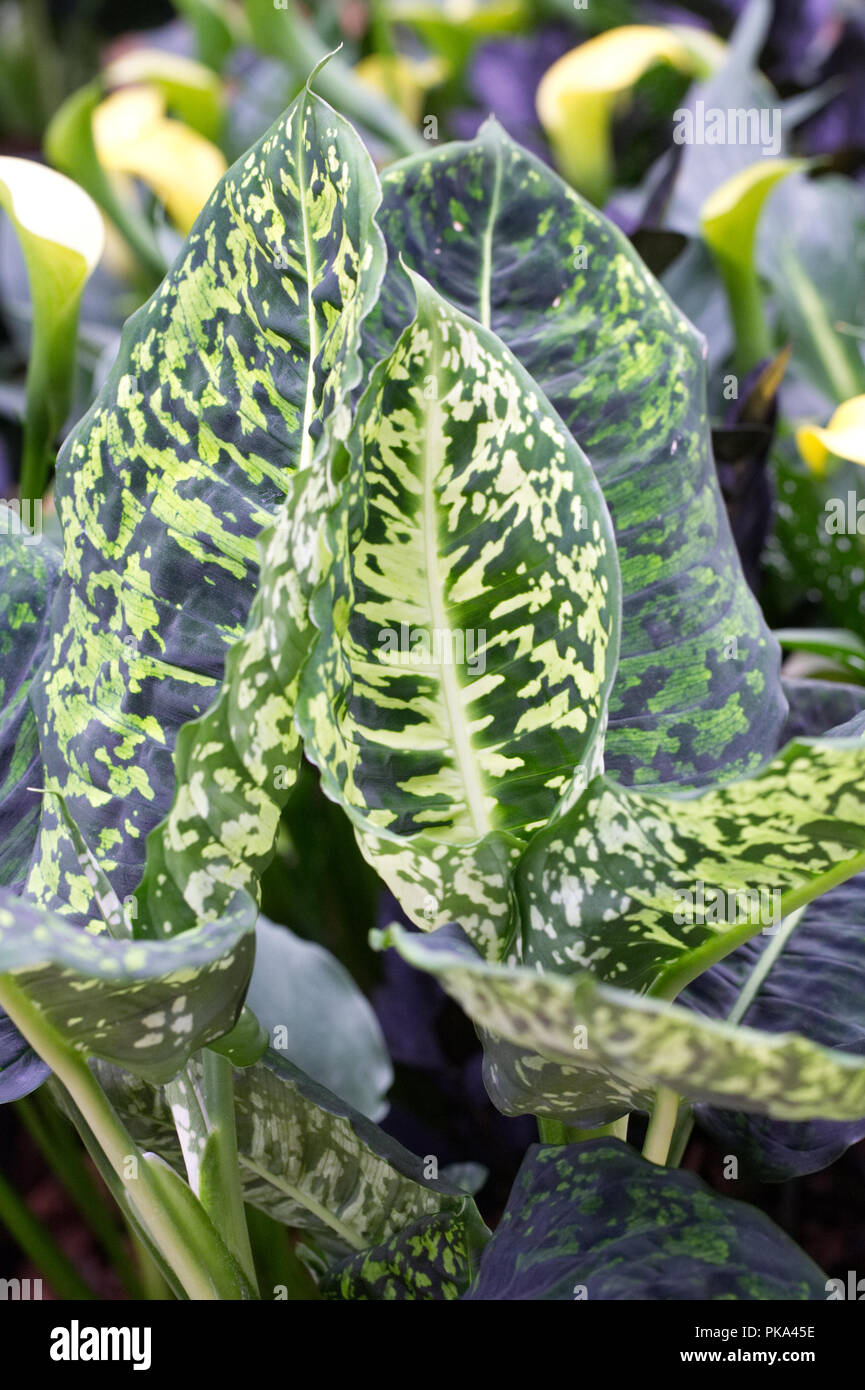 Dieffenbachia 'Reflector' leaves growing in a protected environment. Stock Photo