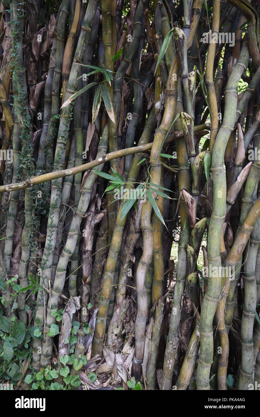 Assamese Bamboo or Dinochloa maclellandii (Munro) Kurz at the AJC Bose Indian Botanic Garden, Howrah, Kolkata, India Stock Photo