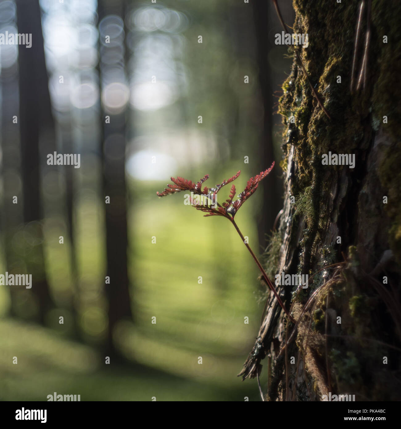 Ferns, lichens and moss live on pine tree. It is the survival of the natural phenomenon of symbiosis. Beautiful and brings classic colors like the pri Stock Photo