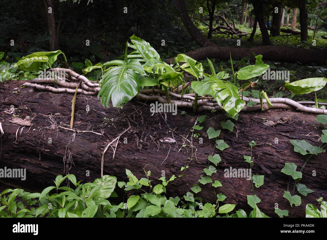 Split-leaf Philodendron (Monstera deliciosa) at the AJC Bose Indian Botanic  Garden, Howrah, Kolkata, India Stock Photo - Alamy