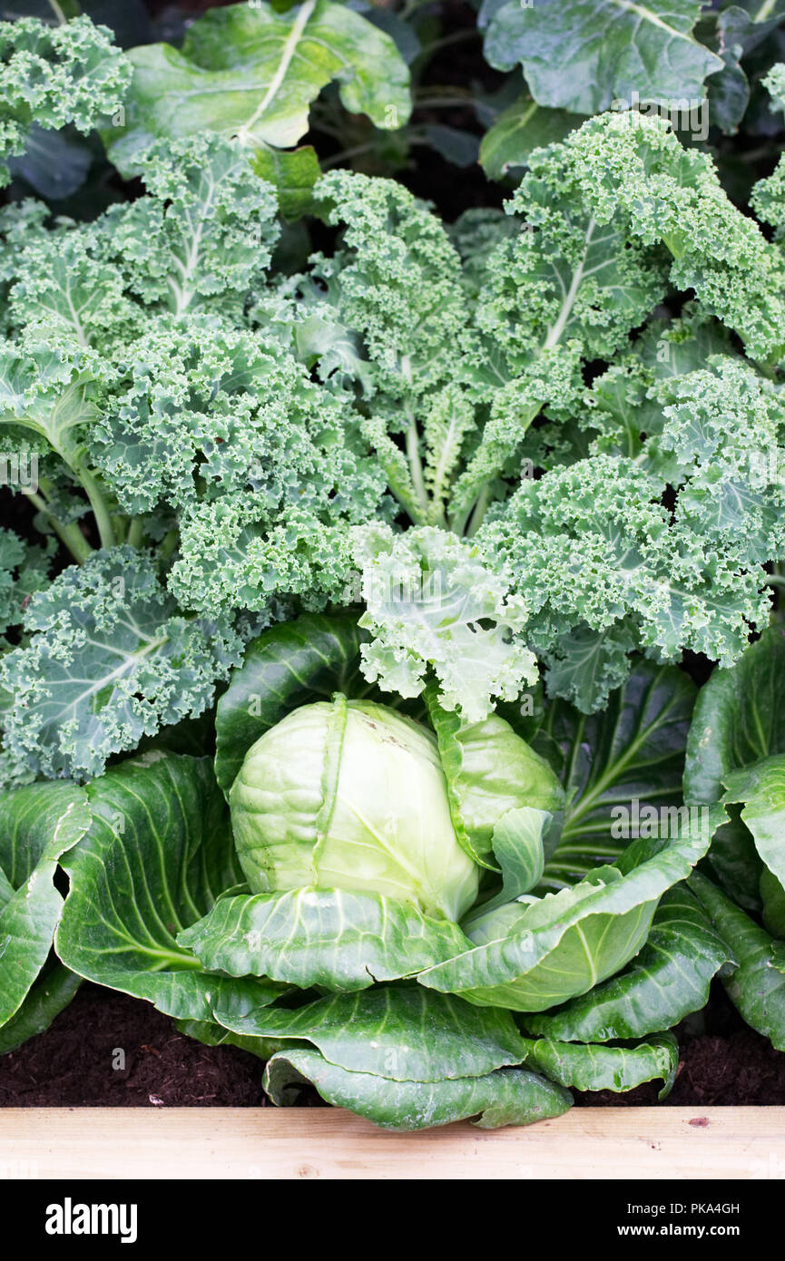 Summer Cabbage and Curly Kale. Stock Photo