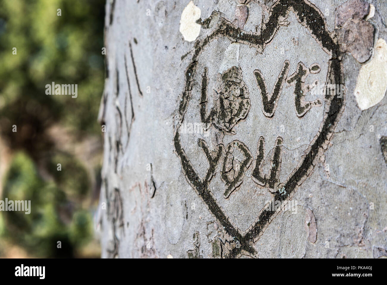 A heart shape with' love you' inside is carved into a tree. Stock Photo