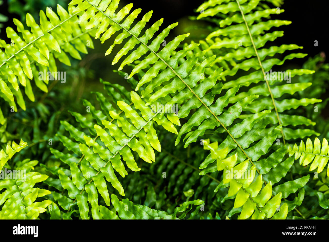 Green ferns create an abstract pattern. Stock Photo